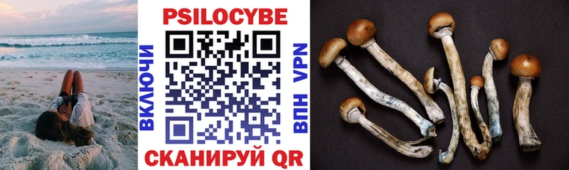 купить наркотики сайты  Полесск  Псилоцибиновые грибы Psilocybine cubensis 